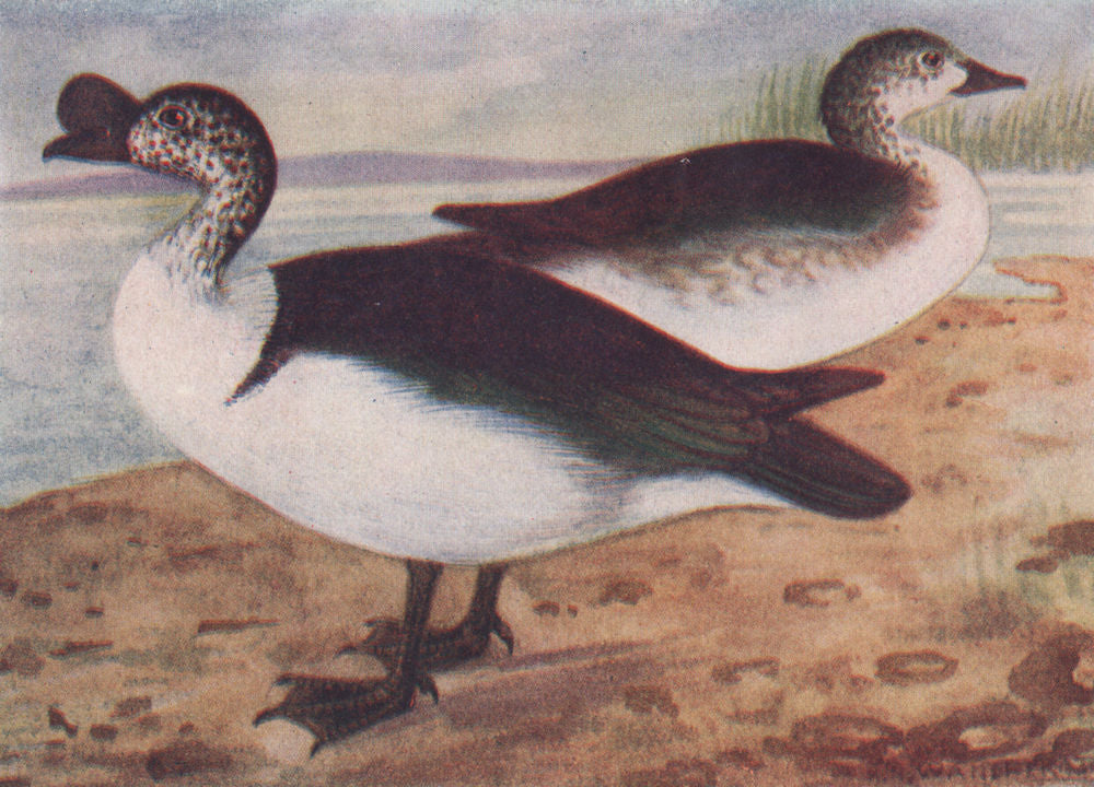 INDIAN BIRDS. The Nukta or Comb-Duck 1943 old vintage print picture